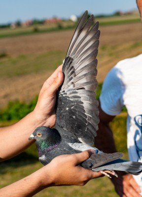 National Argenton I Old birds winner wing